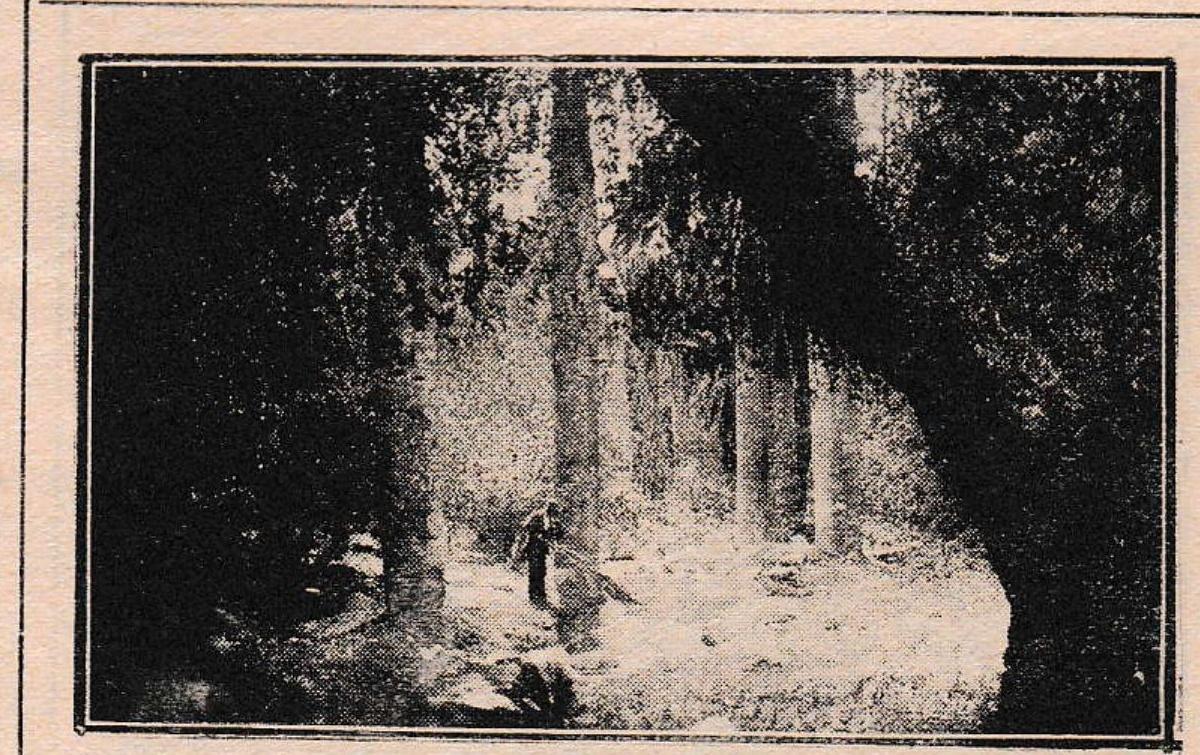 Camino arbolado